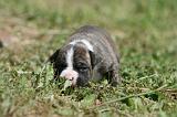 AMSTAFF  PUPPIES 213